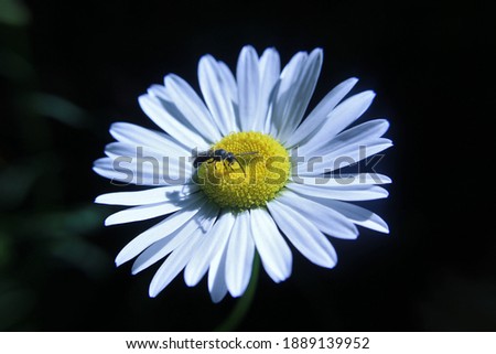 Picture of a bug on a daisy.