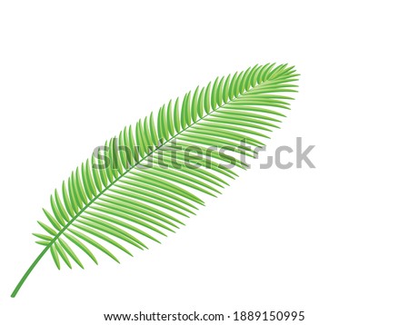 Green coconut leaves branch isolated on white background.Plant green leaf.Vector.Illustration.