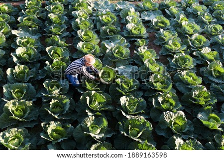 Harvesting asian farmer cabbage in the hands of green cabbage Fresh cabbage from the field Scenery of green cauliflower plants Vegetarian food concept, fresh green cabbage that grows on an Asian veget