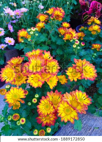 Yellow-red chrysanthemums blooming in the park