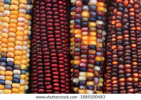 indian corn four ears together  Royalty-Free Stock Photo #1889200483