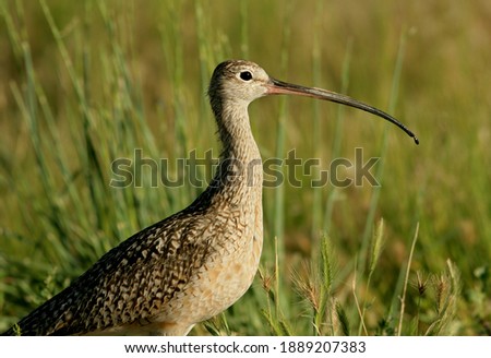 Curlew standing in the marsh