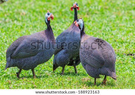 Guineafowl - chicken Royalty-Free Stock Photo #188923163