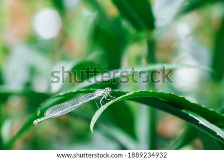 Dragonfly arrow green sitting on a leaf of grass