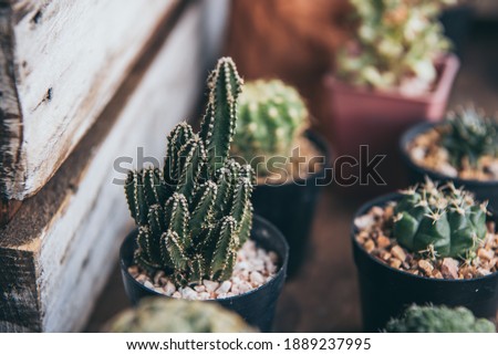 cactus in a pot, Vintage style.