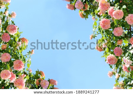 Pink roses under blue sky
 Royalty-Free Stock Photo #1889241277