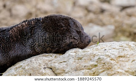 Fur Seal in Kaikoura, New Zealand