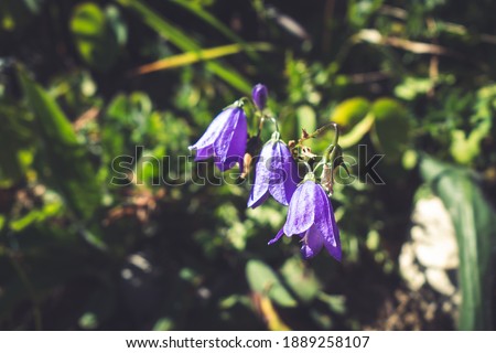 campanula flowers close up view in Vanoise national Park, France