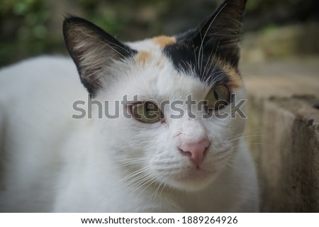 Cat with a funny face in the park