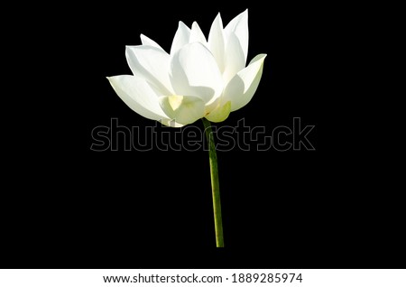 White lotus flower isolated on back background with Clipping Paths.