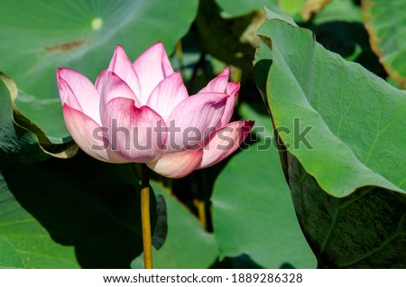 lotus flower and green leaves lotus nature background in pond panoramic. Blank copy space