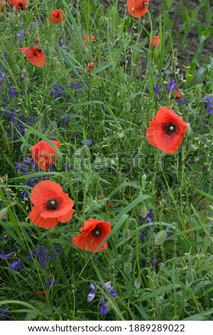 red poppy in the green grass. seasonal spring flowers for Victory Day. poppy flower with a big red box