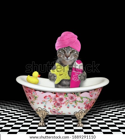 A gray cat in a pink towel around his head with a star shaped sponge and shampoo takes bath. Black background.