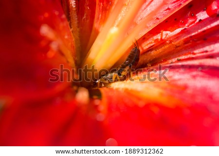 A common earwig (Forficula auricularia) in the center of a fire lily flower (Lilium bulbiferum).