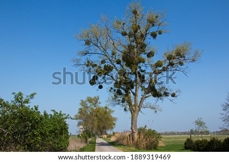 Tree with mistletoe at Andau, Burgenland, Austria, Europe
