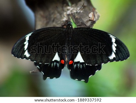 Large butterfly resting on a branch