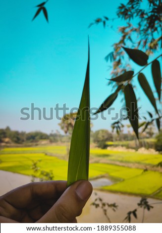 A bamboo leaf holding in hand