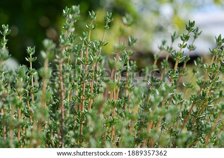 Thyme or Thymus vulgaris - perennial herb with tiny aromatic leaves. Macro image of fresh green thyme growing outdoors in the garden, selective focus. Royalty-Free Stock Photo #1889357362