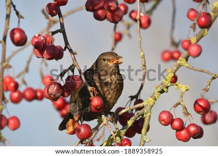 York UK Jan 03 2021 a blackbird feeding on crab apples in a rural garden Royalty-Free Stock Photo #1889358925