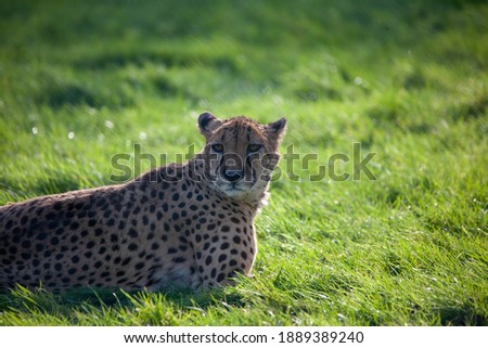 African cheetah stopping in long grass, watching.