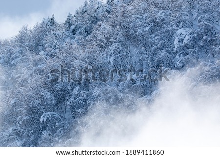 forest in the snow climate change italy