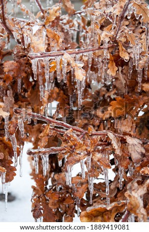 Oak tree branches with yellowed leaves covered with ice after icy rain. Quality image for your project