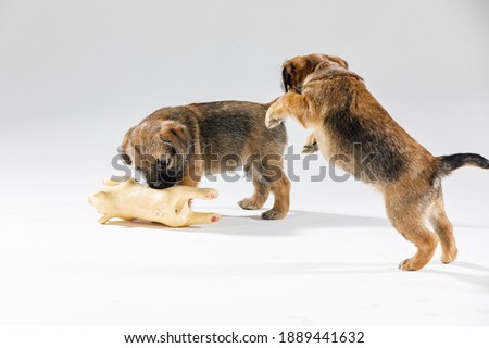 Little beautiful brown puppy on a white background