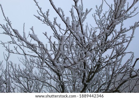Frozen tree branches in the winter