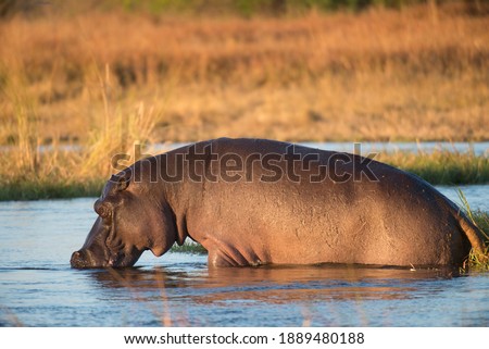 Hippo half body in the water, half outside in soft golden light while it drinks