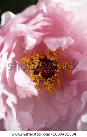 Faint Pink Flowers of Winter Peony in Full Bloom

