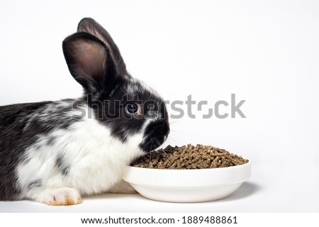 A black rabbit sits near a plate of compound feed. A balanced diet food for the rabbit. On a white background with a place for text copy space