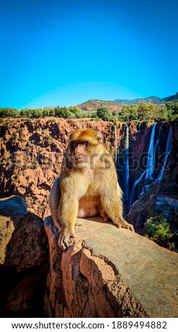 picture of monkey in nature