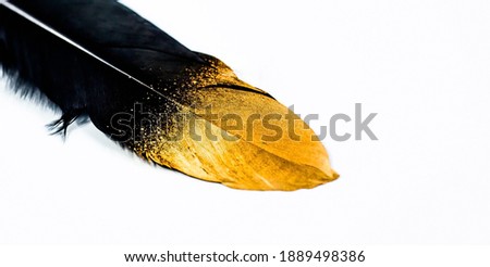 Stylish black and gold feather. Pattern with black feathers on an isolated white background. The view from the top. Flatly.