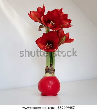 red waxed amaryllis on white background Royalty-Free Stock Photo #1889499457