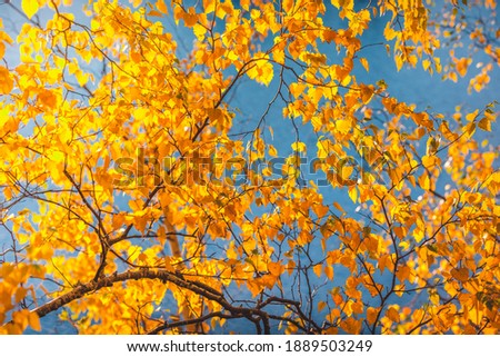 Colorful leaves during autumn sunny day