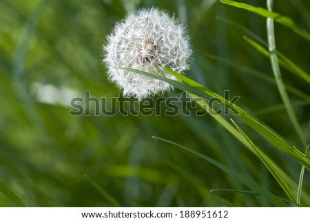 Dandelion spring