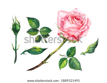 Pink rose set with flower, leaves, buds, stem. Watercolor botanical illustration, isolated on white background. Romantic clipart for Valentine day