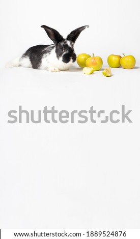 Cute white-black rabbit sitting near apples on a white background. For veterinary clinic, medicine and animal shop. Vertical photo with place for text copy space