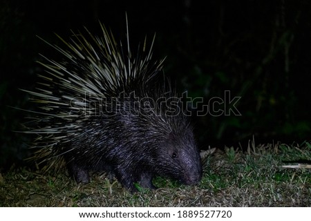 Malayan porcupine,Himalayan porcupine, Large porcupine [Hystrix brachyura]