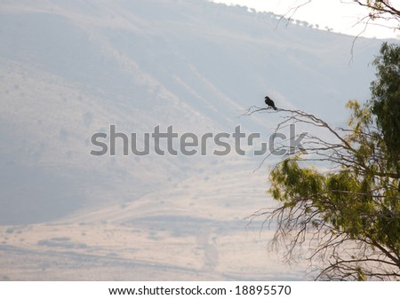 Hawk sits on the tree against the background of mountain.