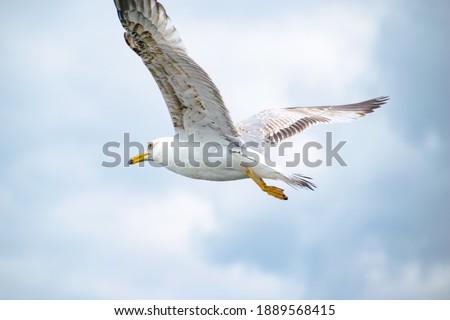 Seagull flying with bright background, picture taken in cloudy day, young bird with brown wings