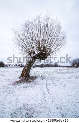photos of willows in winter in the pasture