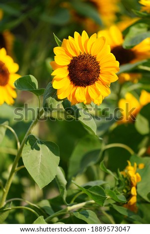 Yellow sunflowers in the center, honeycomb-like flowers, brown with green leaves and branches.