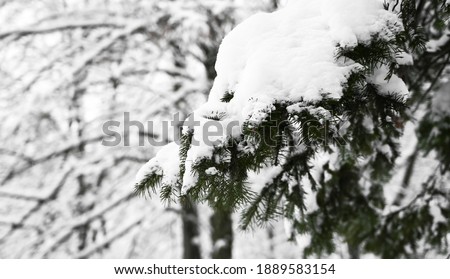 Side view of little fir tree covered with snow.Winter. Background picture. Outdoors