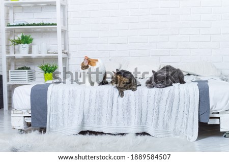 Group of cats lying on white bed and looking at camera