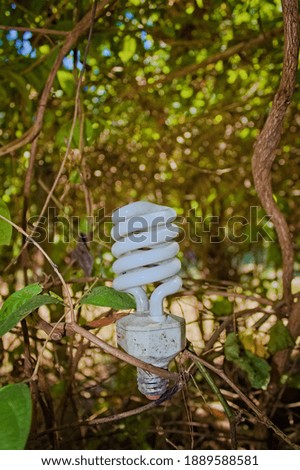 A light bulb on a tree branch