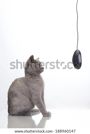 cute cat with a computer mouse
