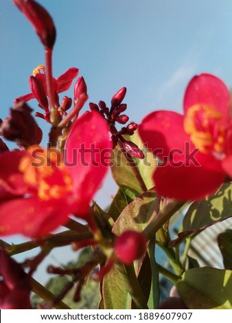 Beautiful flowers image with low angle camera with blue sky and other object 