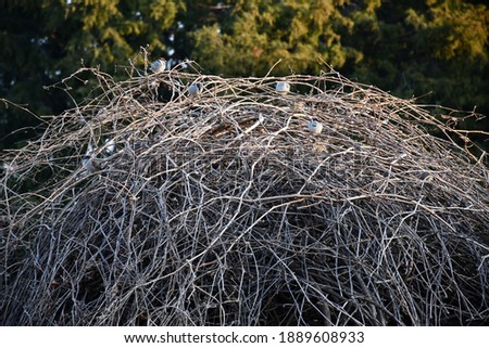 A heap of twigs and branches where birds have made their home. It looks like a giant nest. Picture taken near the Rabbit Run Trail in St. Peters, Missouri.