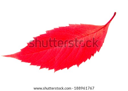 High resolution red autumn leaf isolated on white background